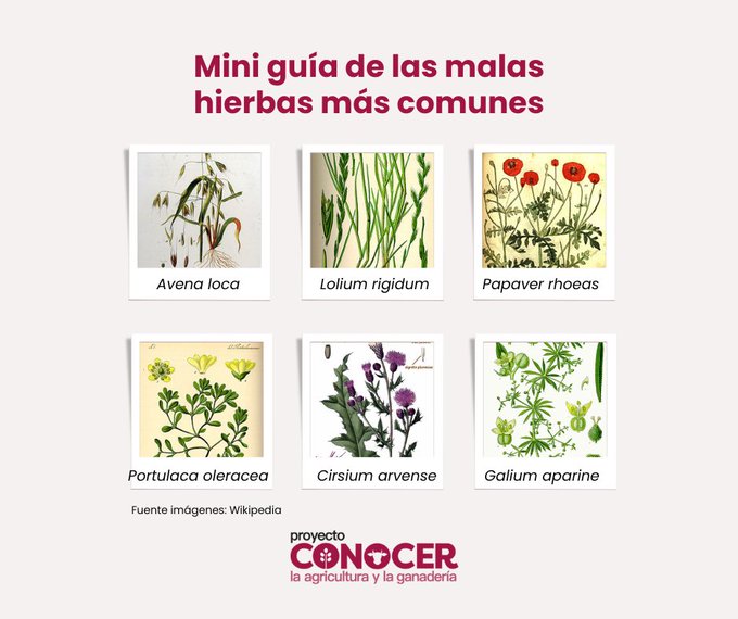 🌿 Dicen que 'mala hierba nunca muere' y algo de razón tienen. Traen de cabeza a los hortelanos. ¿Cómo se apañan para ser tan resistentes? 🍃Alta capacidad de dispersión 💪Son resistentes 🥇Muy competitivas conocerlaagricultura.com/conoce-el-camp…