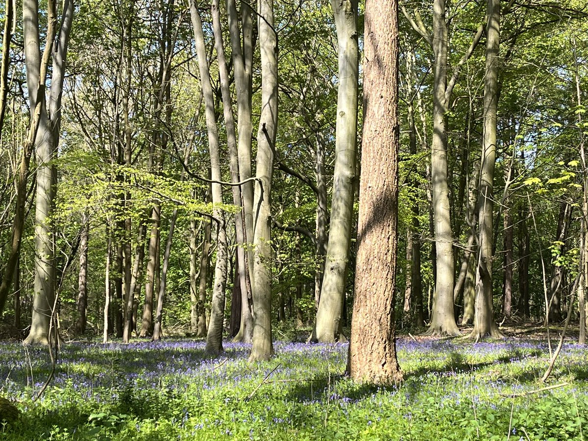 Ancient Woodland in the Wensum Valley would be massively degraded through proximity to the Norwich Western Link. Under a new directive such deterioration must be reported to the Secretary of State. We will be watching to ensure this happens!