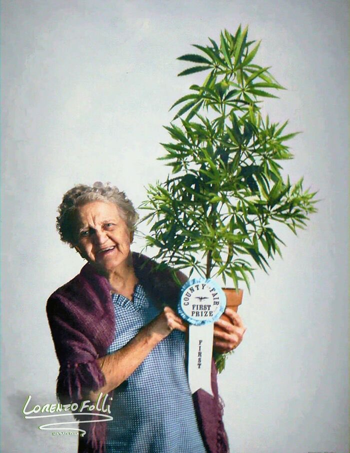 Abuela ganando el primer premio por su planta de marihuana en la feria del condado de la ciudad de California en 1973.