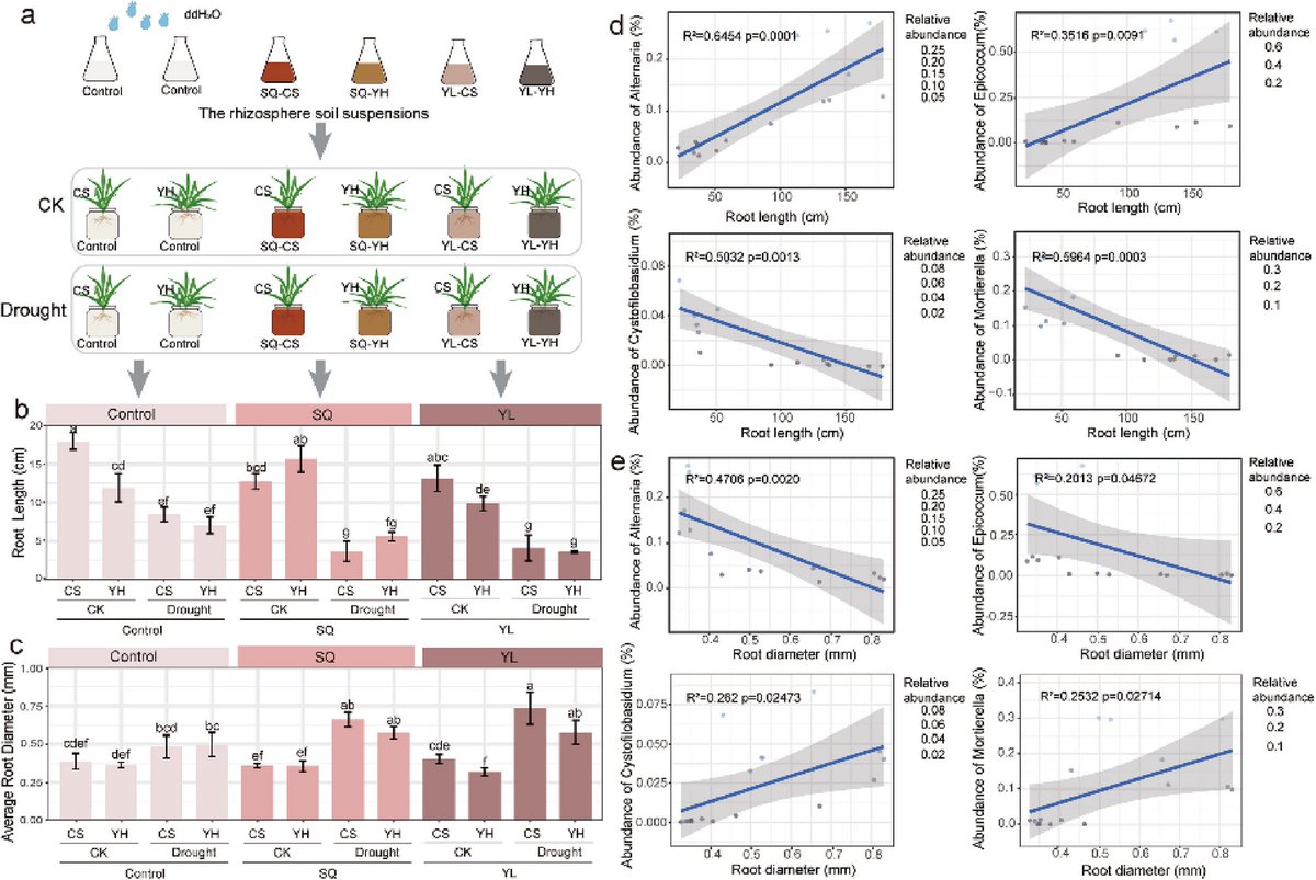 Correction: Host genotype-specific rhizosphere fungus enhances drought resistance in wheat dlvr.it/T4YQfm