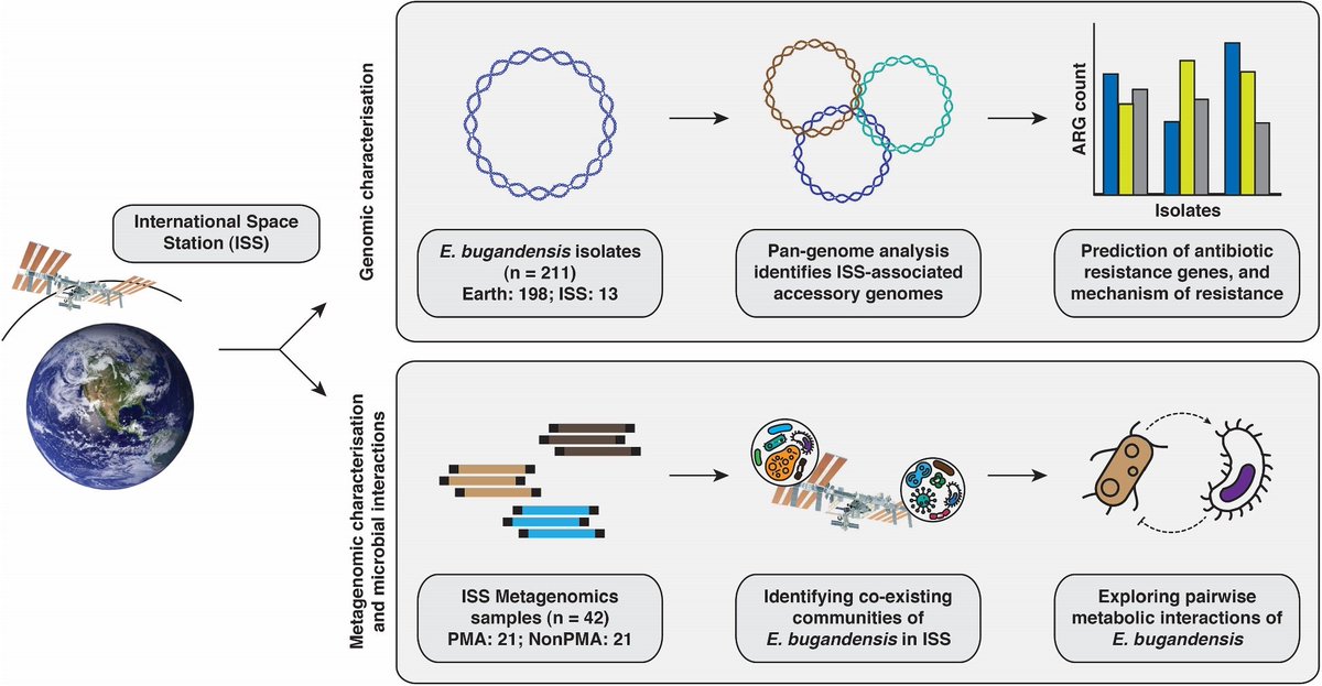 Genomic, functional, and metabolic enhancements in multidrug-resistant Enterobacter bugandensis facilitating its persistence and succession in the International Space Station dlvr.it/T4YQhJ