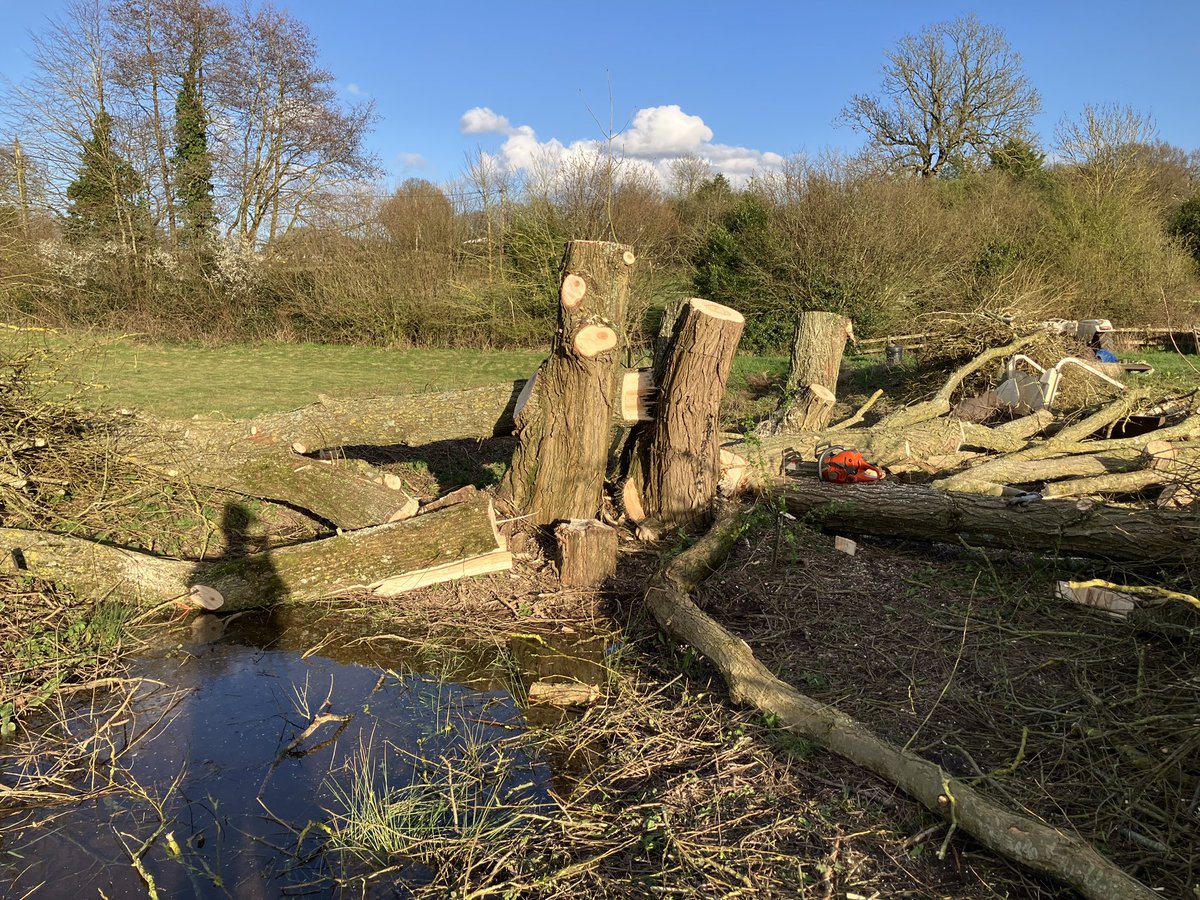 Pollarding this willow today for Tame Valley Wetlands, a hard days graft but job satisfaction, materials to be used for flood relief
