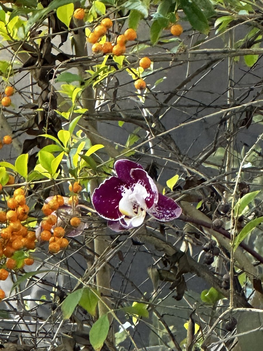 I feel the most good fortune.🙏🏼
A Cardinal pair has set up housekeeping in a little tree outside my kitchen window. The nest is beside the orchid I attached to the tree last year. ❤️ #ZenGarden #Zen #BirdsOfTwitter #Cardinal
#TRUMP2024ToSaveAmerica