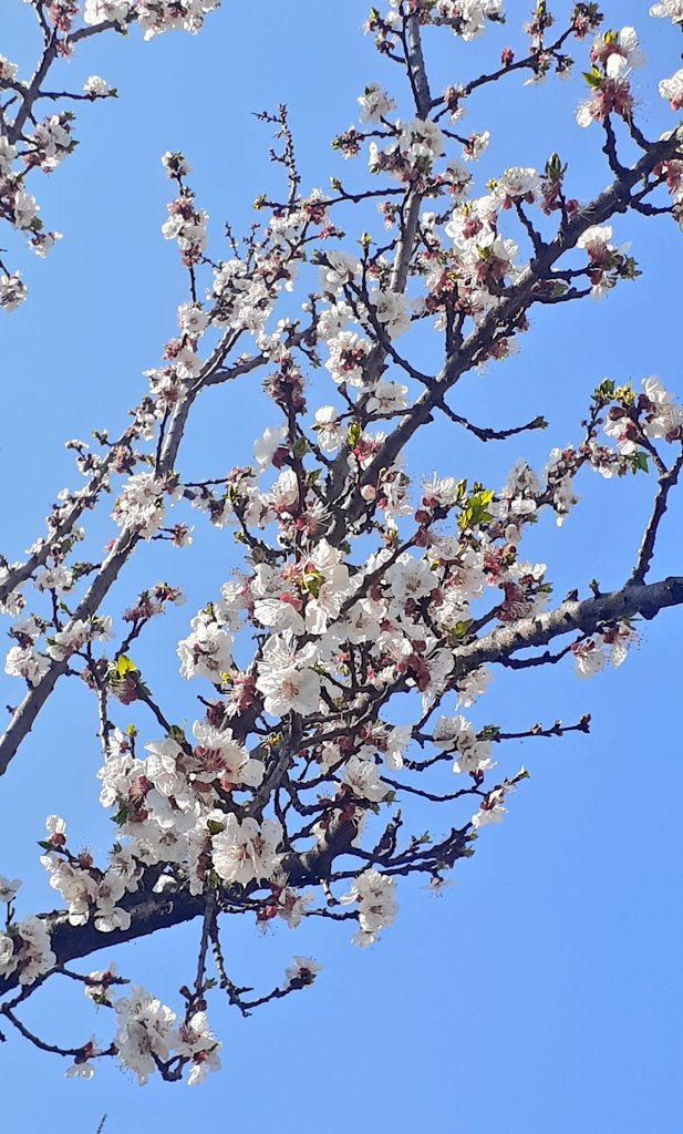 Kashuf Batool tweet media