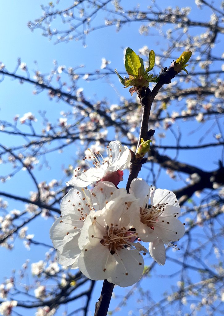 Kashuf Batool tweet media