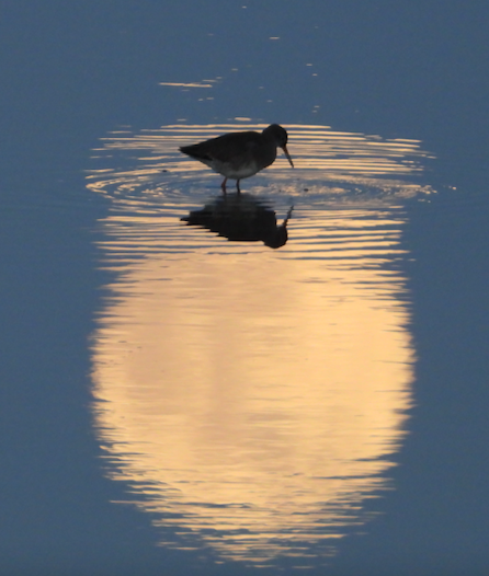 I lack both the gear and the patience for this type of photography, but here are some of a Redshank in the moon's reflection on the Wyre Estuary this evening.