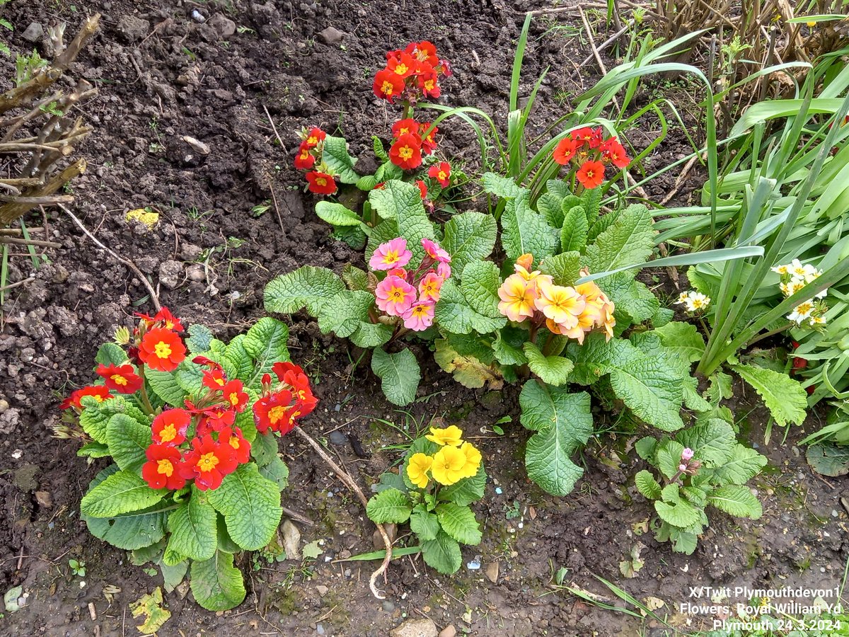 Clumps of flowers at Royal William Yard, Plymouth, today. 🌸 🌼 🌺 #RoyalWilliamYard #RWY #Plymouth @DestinationPlym #sundayvibes