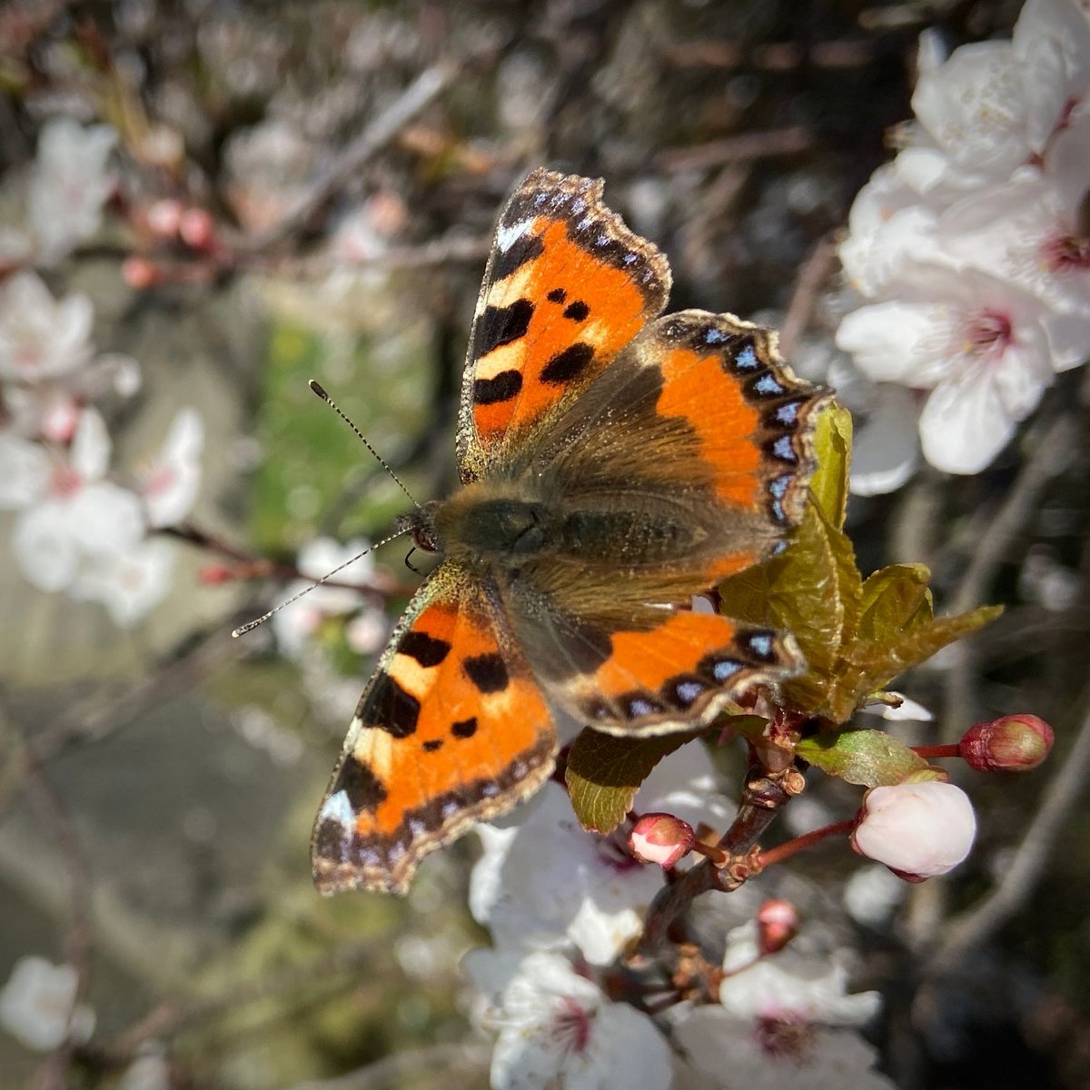 Anyone else seen any butterflies yet? ☺️🦋