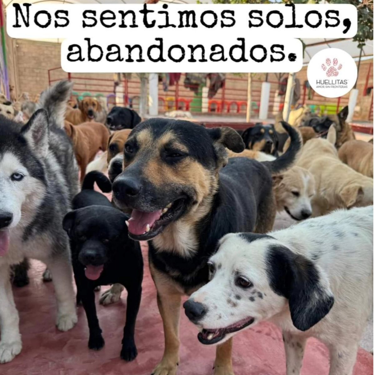 SI EXISTIMOS!!!!!! 🐕🐕🐕🐕 Dia 3 solicitando alimento 💔🥺💔🥺💔 Y la desesperacion ya se ve reflejada en nuestros rostros!!!! Estamos hundidos sin su ayuda!!!! ❤🐕❤🐕❤💕💕💕🙏🙏🙏 De vdd ya se empieza a sentir el mello por que pasan los días y no juntamos para la comida.