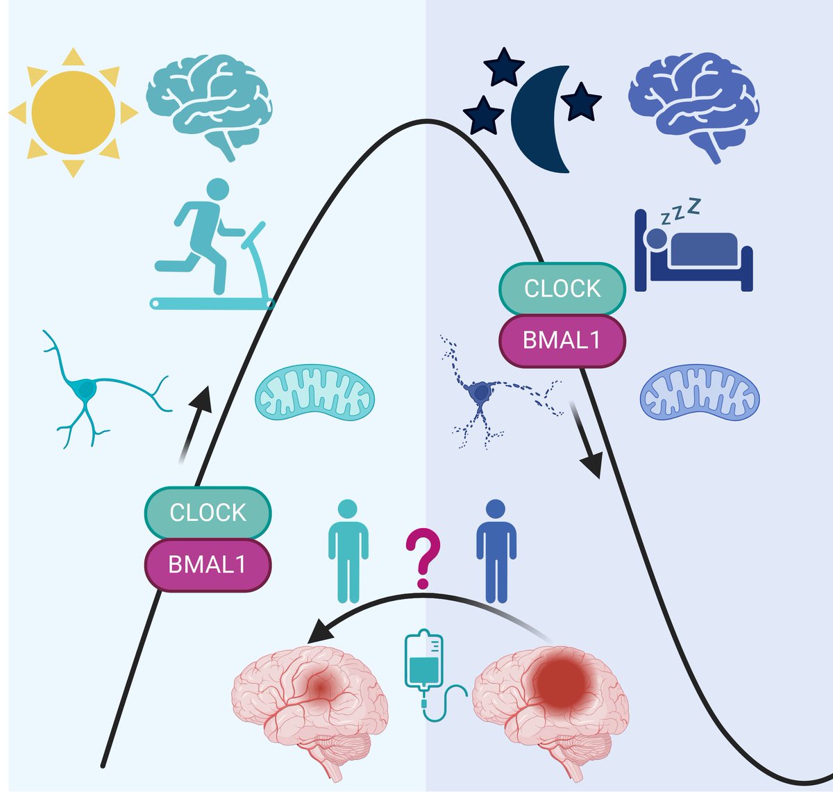 @CircRes #Circadian Mechanisms in #Cardiovascular and #Cerebrovascular Disease Compendium Alert! #Stroke in the Time of Circadian Medicine ahajrnls.org/3vpjwyD Authored by Drs. P Mergenthaler, JS Balami, AA Neuhaus, and colleagues