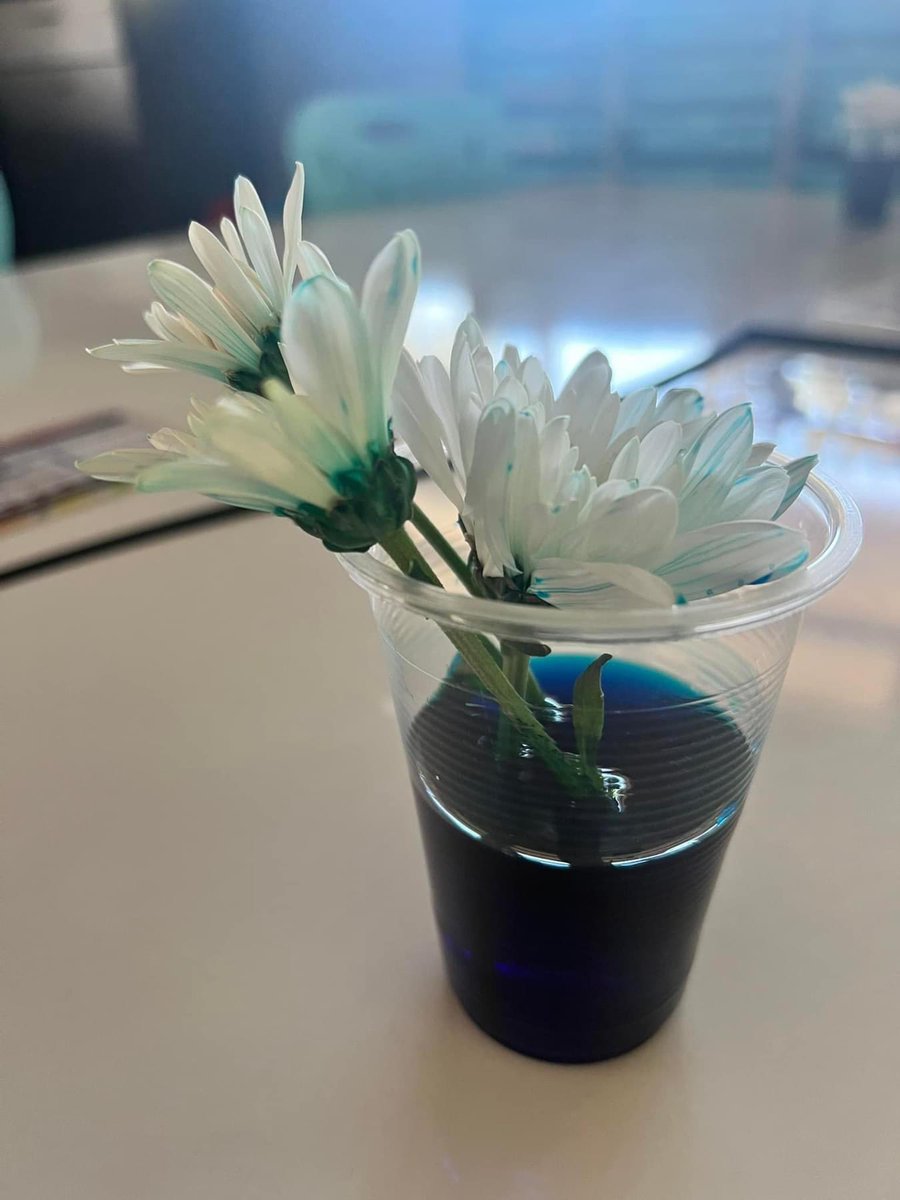 Murat Dizdar tweet media