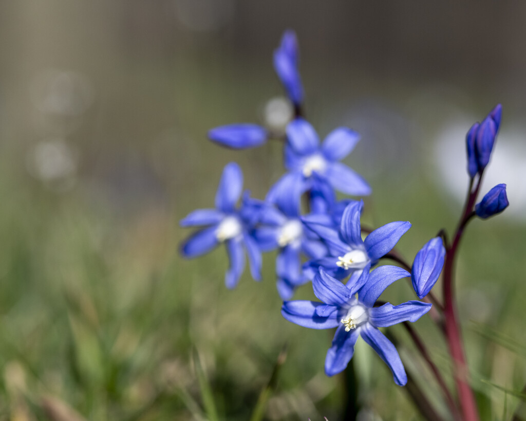 Some beautiful blues from around the Gardens.