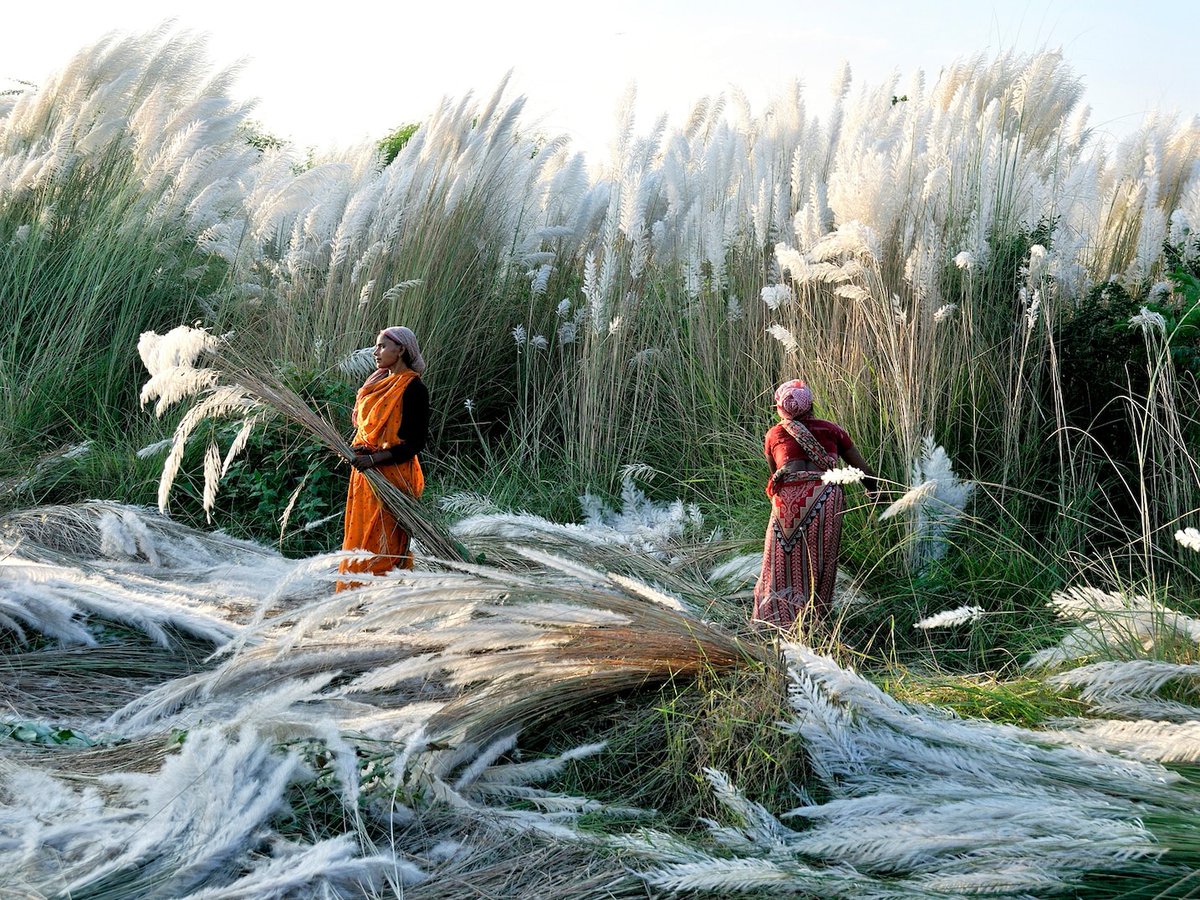 Kash harvest, India. Photograph by Biswajit Patra for Nat Geo.