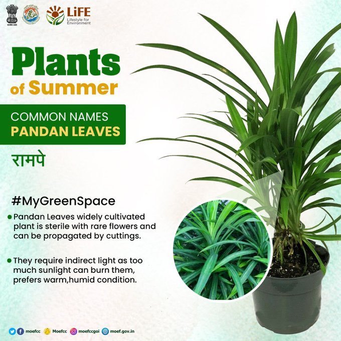 drmkota's tweet photo. Make your summer refreshing by planting #PlantsofSummer #ChooseLiFE #MissionLiFE @wc_railway @drmjabalpur https://t.co/4RwTwDFllJ