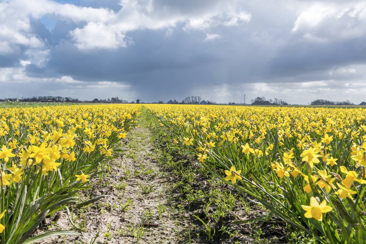 Yesterday I was in Burgerbrug at @HuibertsBollen organic bulb nursery in search for bumblebees. With 7 degrees and 4 beaufort, hail and rain I didnot see any bee. The scene however..... Buy organic bulbs, the non organic ones are drenched in pesticides.