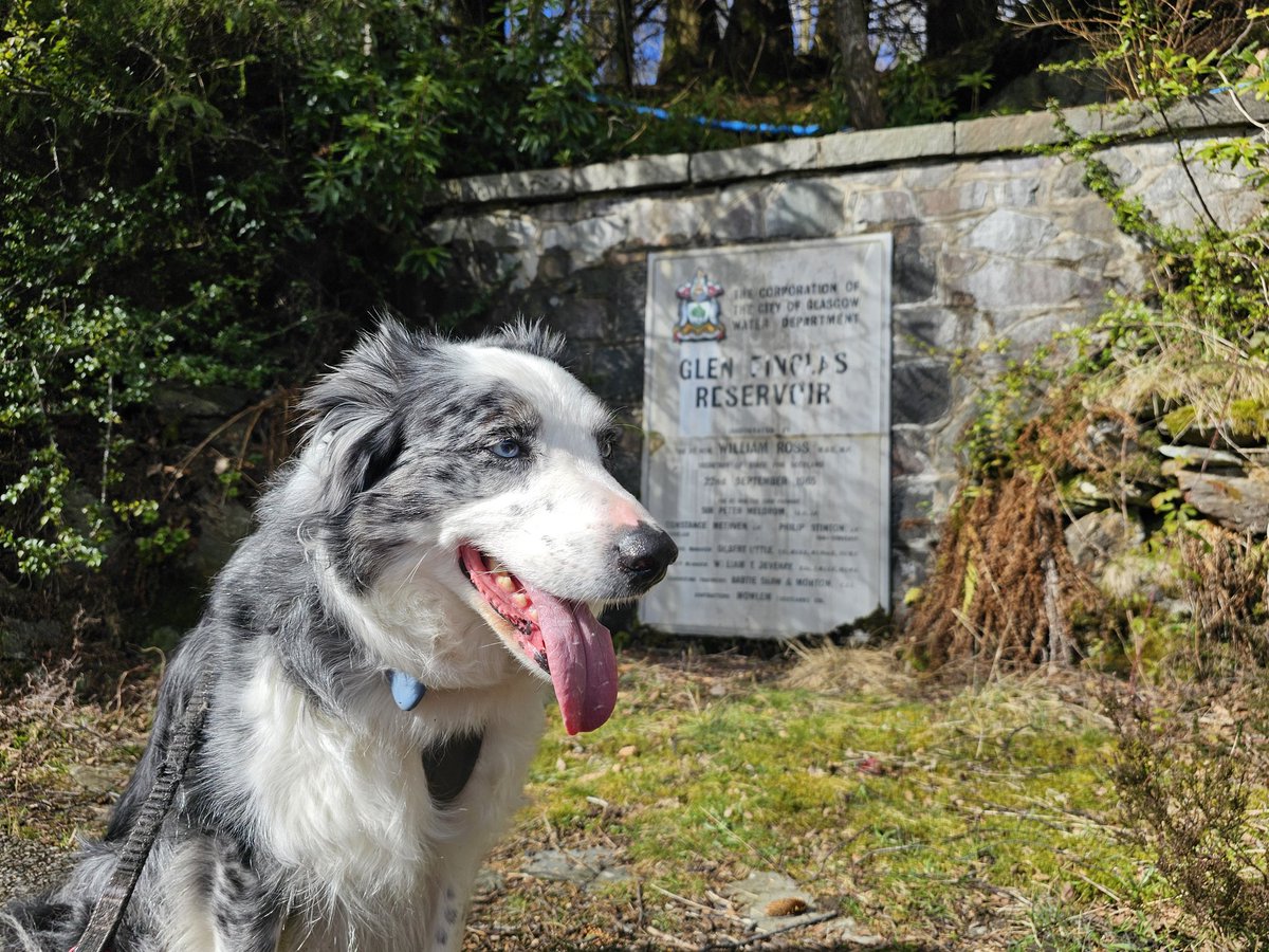 Jasper Collie 🏴󠁧󠁢󠁳󠁣󠁴󠁿 tweet media