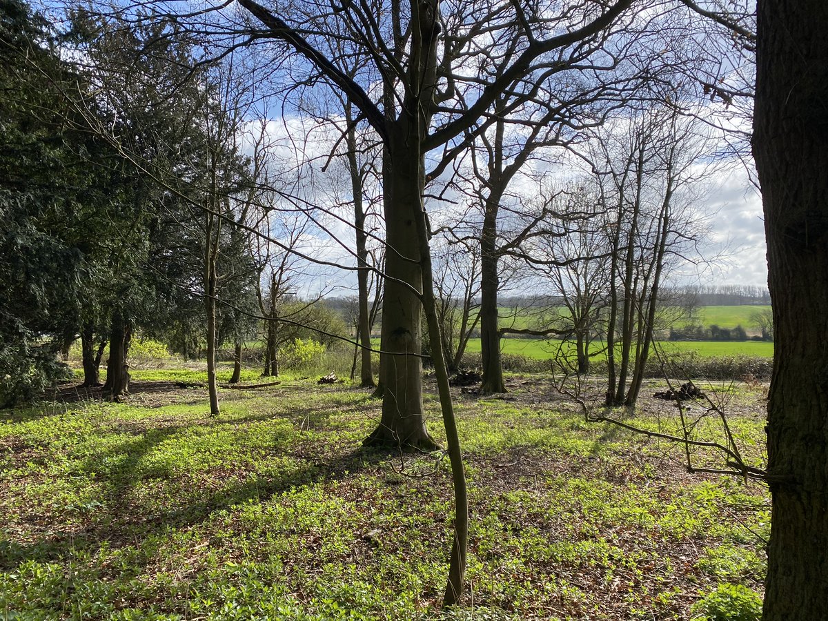 ASecretGrove's tweet photo. This is the site where we're looking to put our #glamping in time for summer. Needs a bit of a clear up but will be very special. 🌳🌲🦡🦊🦉

#naturelovers #thegreatoutdoors #springwatch https://t.co/cEBJIKtbmA