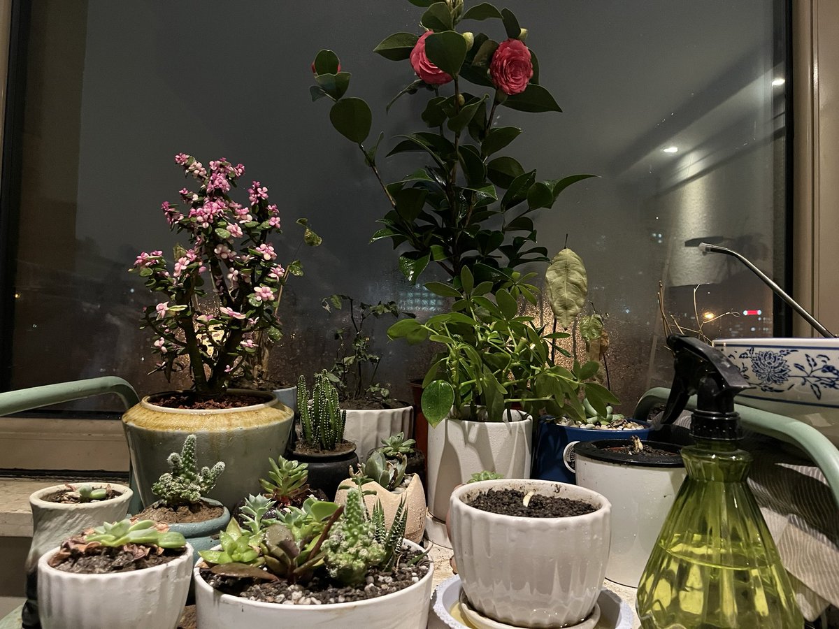 wangrongding's tweet image. 准备做一个 Web 端的音视频编辑器，为此买了一个 10 年的域名: WebCut.cn 

项目地址： github.com/wangrongding/W…