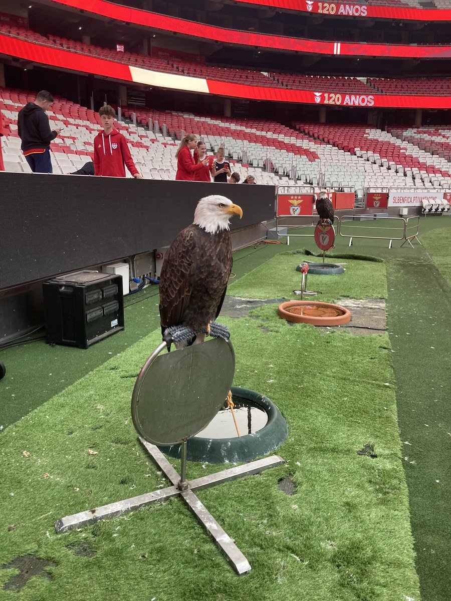 RushcliffePE's tweet image. Benfica stadium tour 🦅