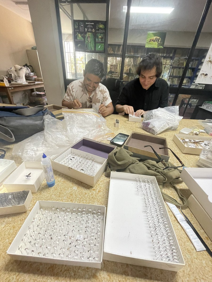 Now back in Lima with <a href="/sivrac1986/">Sivrac</a> y <a href="/ramirezlf15/">Luis F Ramírez</a> at the Museo de Historia Natural <a href="/entomusm/">Entomología MUSM</a> 

Cross pinning specimens and discussing joint projects 👊😎🤓. Collaboration is the name of the game 

<a href="/NHM_Diptera/">NHM Diptera</a> <a href="/opwall/">Operation Wallacea</a> <a href="/NHM_London/">Natural History Museum</a>