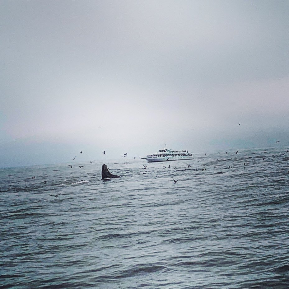 0x_Scotty's tweet photo. Whale Watchers! 🐳🙋🏻‍♂️ https://t.co/IlQuhpxO5k