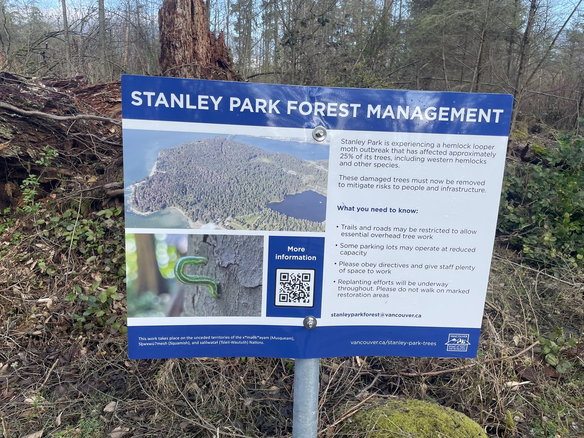 Nice to see @CityofVancouver @StanleyParkVan put up signs to inform public about looper moth outbreak. Hopefully that will reduce the misinformation circulating