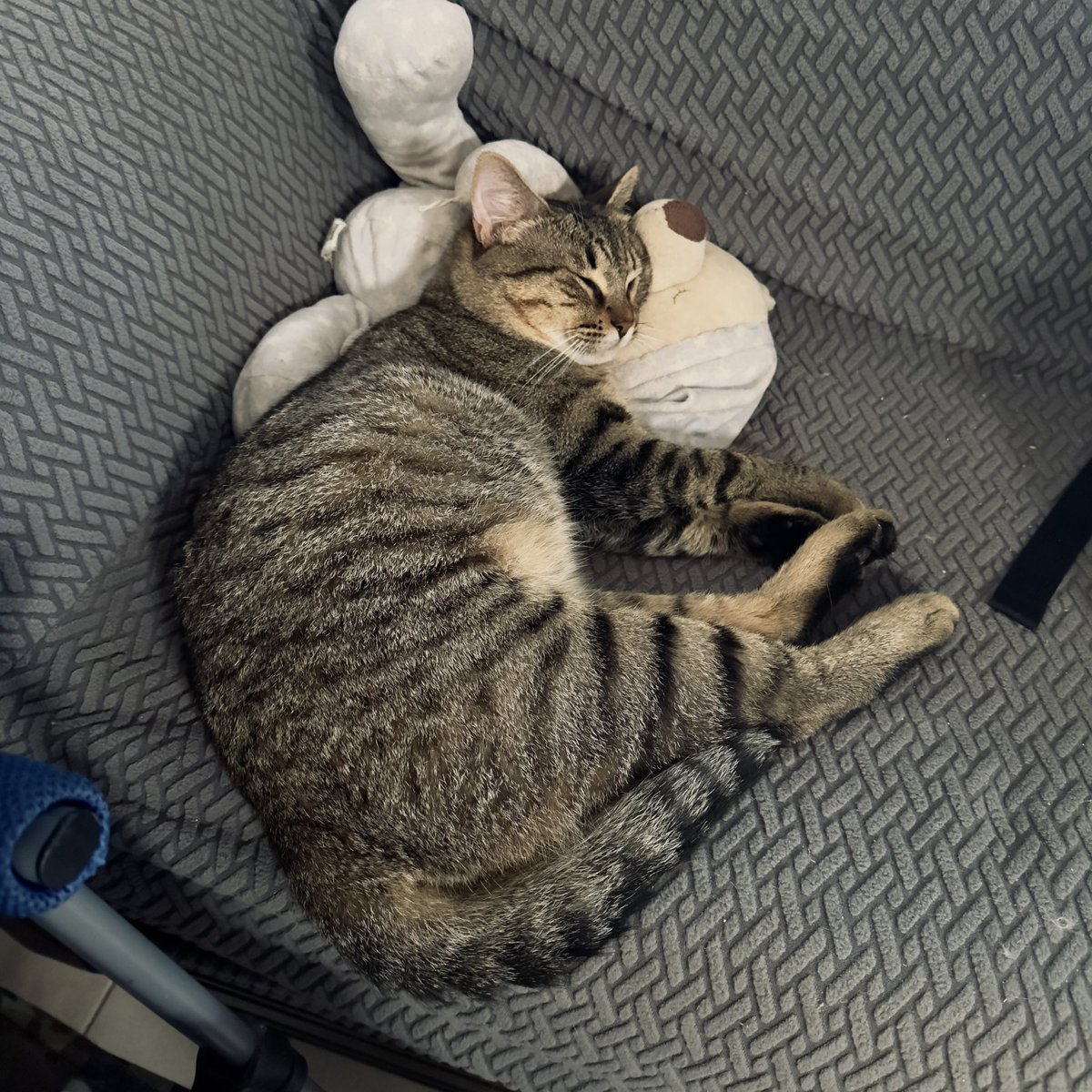 ijaviertorres's tweet photo. Mi pequeño Milio.❤️🧸 https://t.co/zeamCLza9w