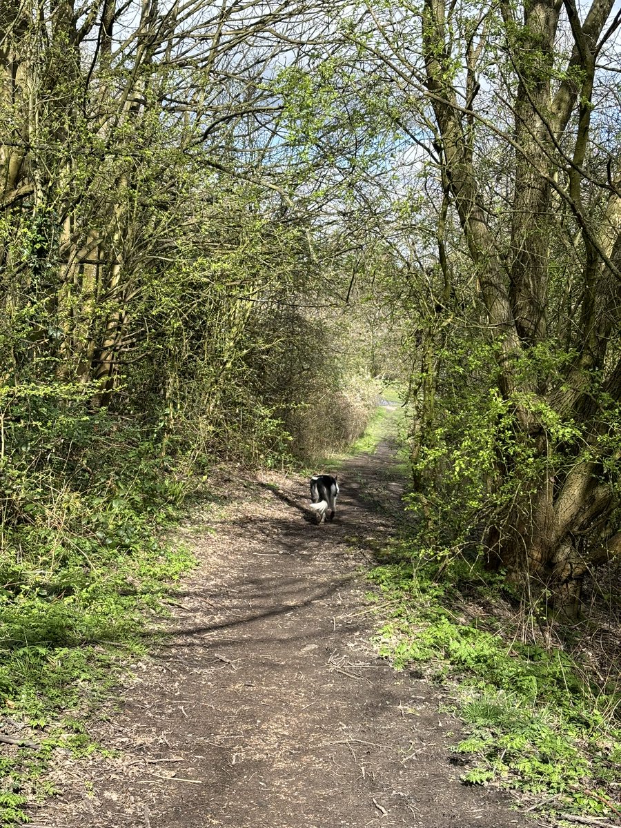 snabless's tweet photo. A week of all weather for my #NHS1000miles with torrential rain, hail & sleet for our beginners group 5k graduation parkrun & beautiful day to volunteer @RunThroughUK #Wolves10k today, fab to see spring whilst out with the dog too 14km run, 15km walked https://t.co/WJVNBisbbE