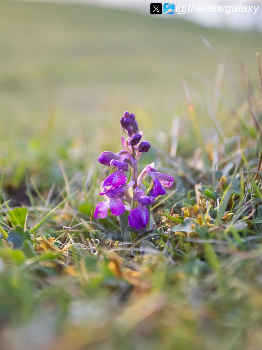 24/3/24 Lancashire - April Fool's Day is over a week away and we already have some very #early #orchids popping up. Already approaching full bloom, this Green Winged #Orchid (Anacamptis morio) delighted me more than the view of the sun setting in the background #wildflowerhour