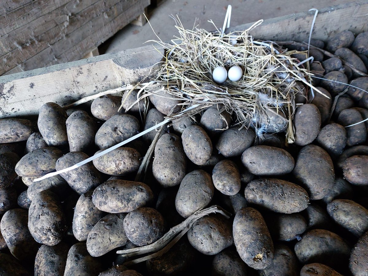 RMcMnow's tweet photo. Our #pigeons have hatched! Still safe and snug in the nest on the top of the highest potato box in the shed #SpringIsSprung #hatchlings #PotatoBoxNest https://t.co/oOw2uD4h2u