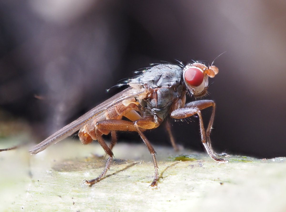 Spiny-winged #Heleomyzidae action around a badger corpse in East Yorkshire...Neoleria ruficauda, Scoliocentra villosa and Neoleria propinqua. Won't be long til propinqua disappears, and then N. inscripta will take over til the corpse is gone. @DipteristsForum