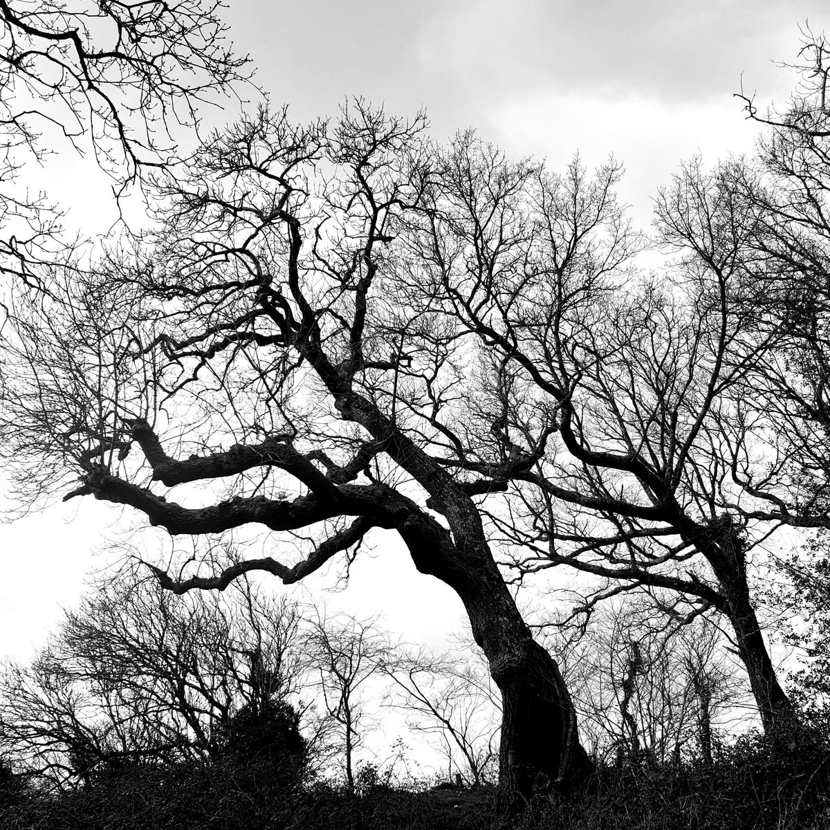 Cracking walk including one of the probably less frequented <a href="/DorsetWildlife/">Dorset Wildlife Trust</a> reserves today as we walked up to Bulbarrow. Great to see the last of the barren boughs whilst spring starts to kick in.