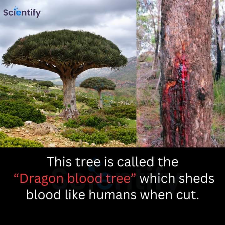 Dragon blood tree.🌳🪵

#DragonBlood #trees #factsandmyths #FactsMatter #ScientifyInfo