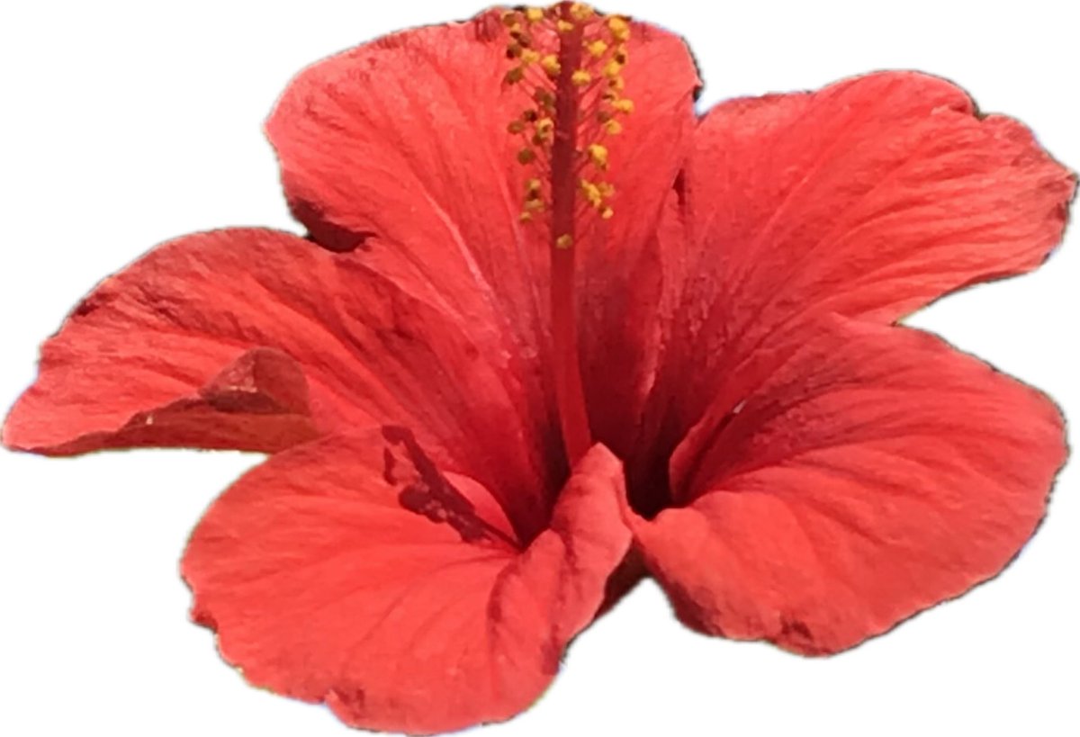 RYOj_p's tweet photo. « Les fleurs du printemps sont les rêves de l'hiver racontés, au petit matin, à la table des anges. »
Très belle #citation du poète Libanais Gibran Khalil Gibran. #poesie https://t.co/GOmI8qm0YN