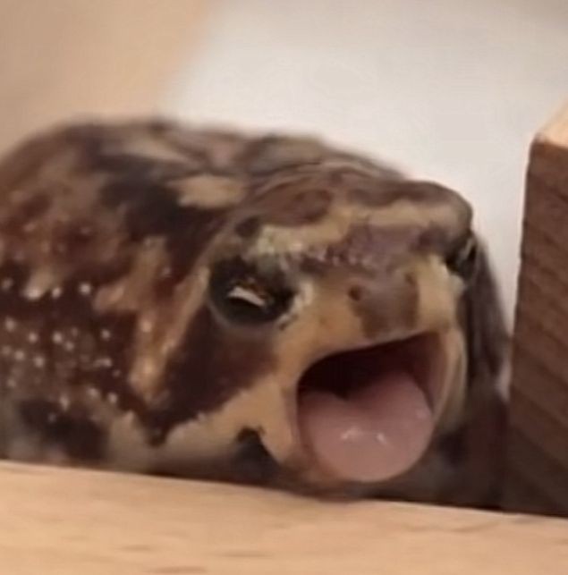 ORYS. ¿QUE TE HA HECHO MI CABRAAAAA? 

#NV