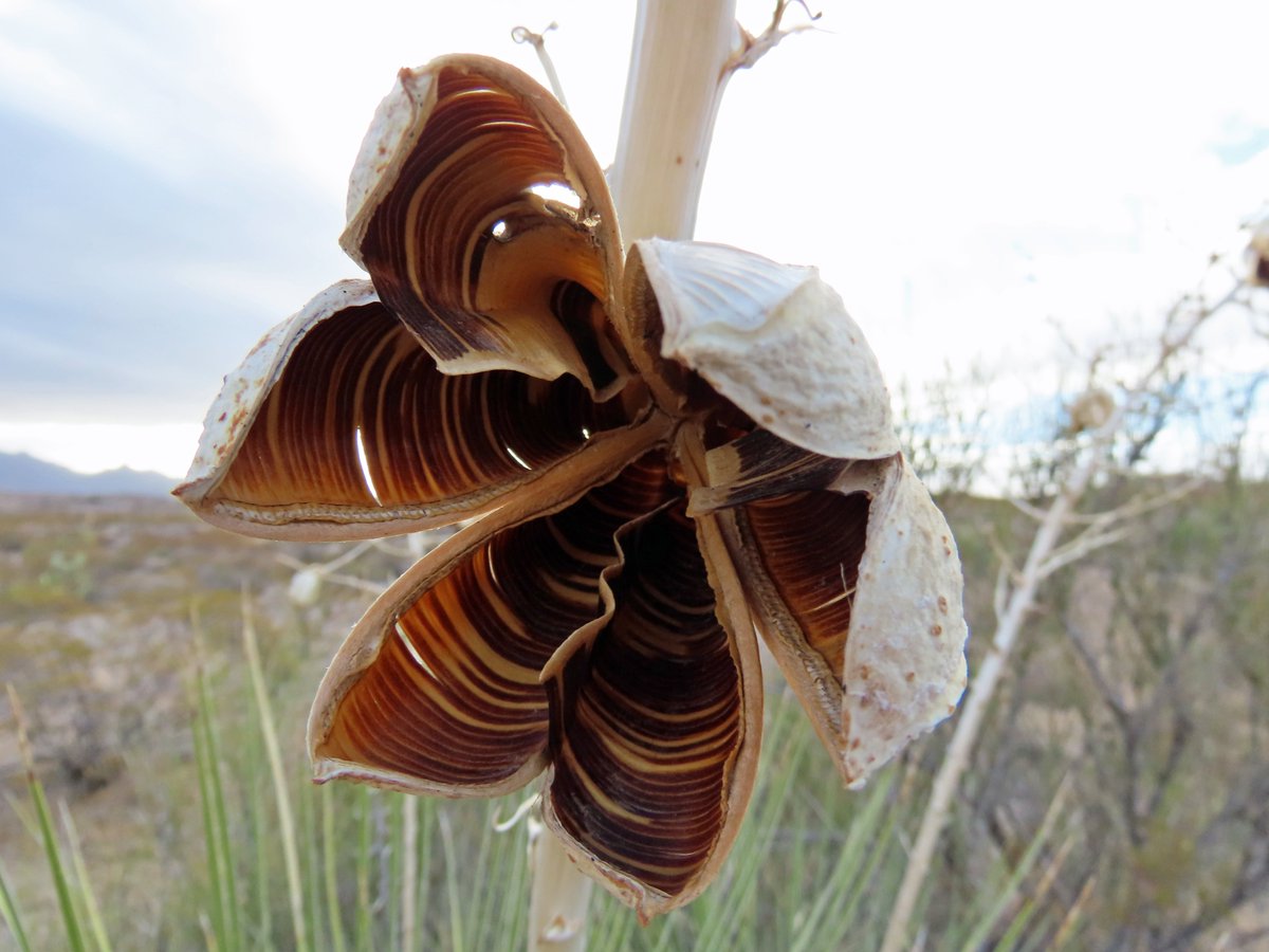 #ChihuahuanDesert today. Heading down the trail early; ocotillos on a hillside; sunlight through blowing dust; old Soaptree Yucca seed pod.