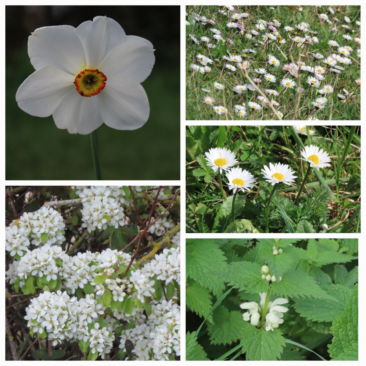 No rarities (although not sure of the tree with the frothy blossom - #wildflowerID ) but some lovely #whiteflowers this morning in the (nearly) spring sunshine along the Washes at Earith Cambridgeshire. @wildflower_hour @BSBIbotany