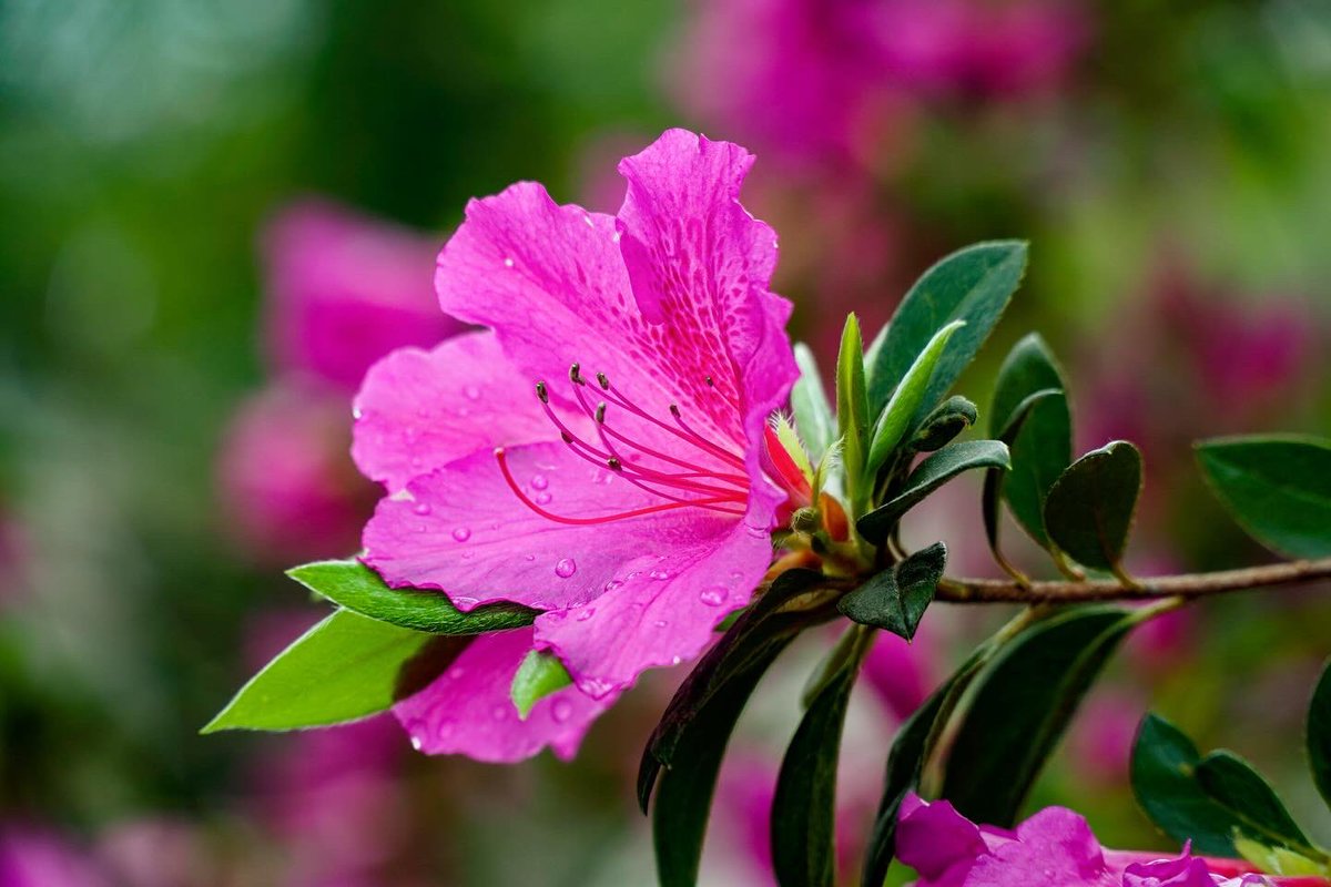 Spring is blooming at @OakdaleCemetery 🤩🌺🪦
#OakdaleCemetery #WilmingtonNC #azalea #flowers #springblooms