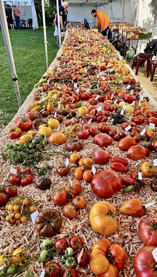 Tomatoes 🍅 in Romania. 1504 varieties. How many types in your country? Photo by Marian Popescu