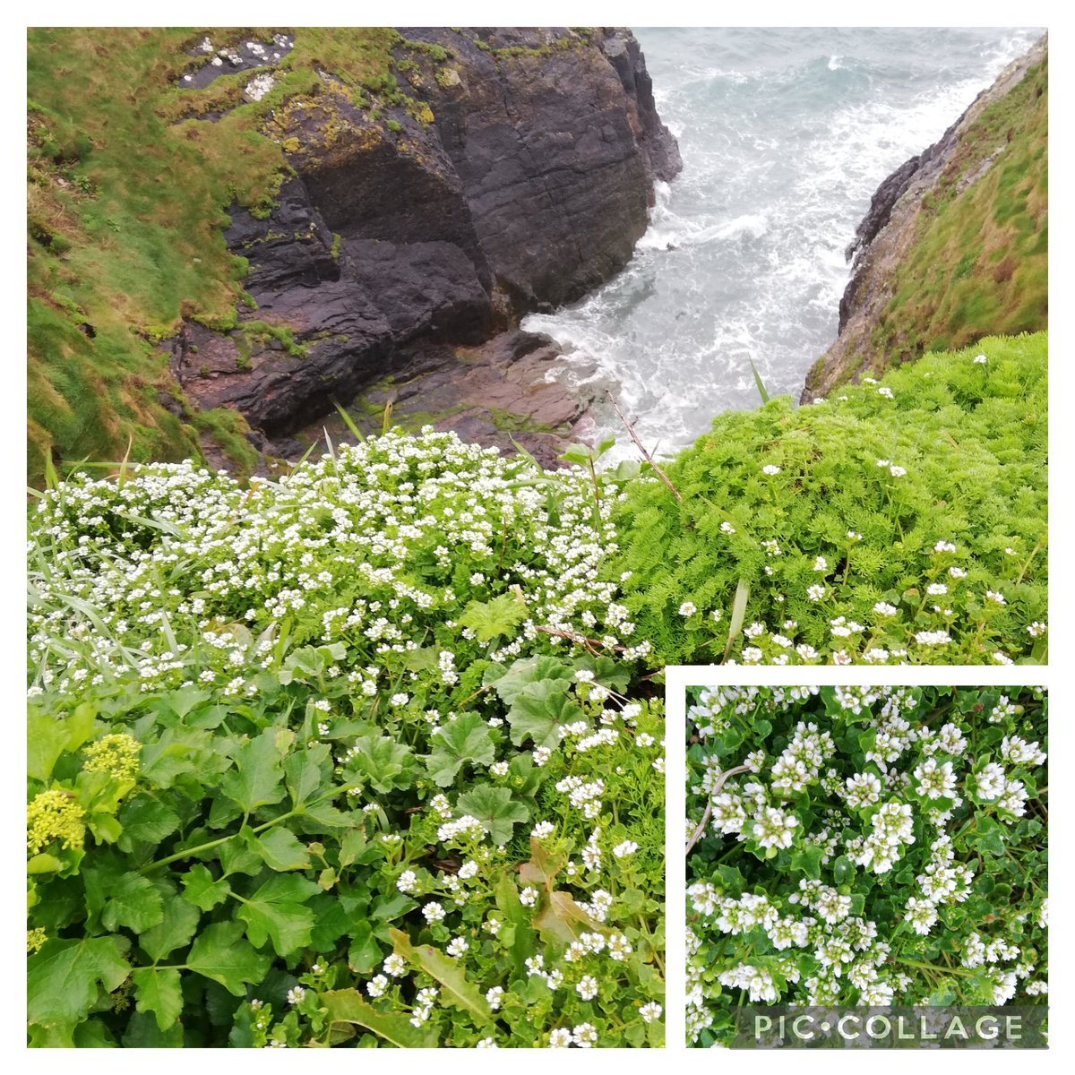 Too rough to swim, too choppy to row & horizontal rain to boot #WildflowerHour, so I went for the dramatic shot of #WhiteFlowers. Cochlearia danica on the cliff edge, west of the Sandys strand in Guileen, E. Cork. See #dinkymoira for small white brassicas!