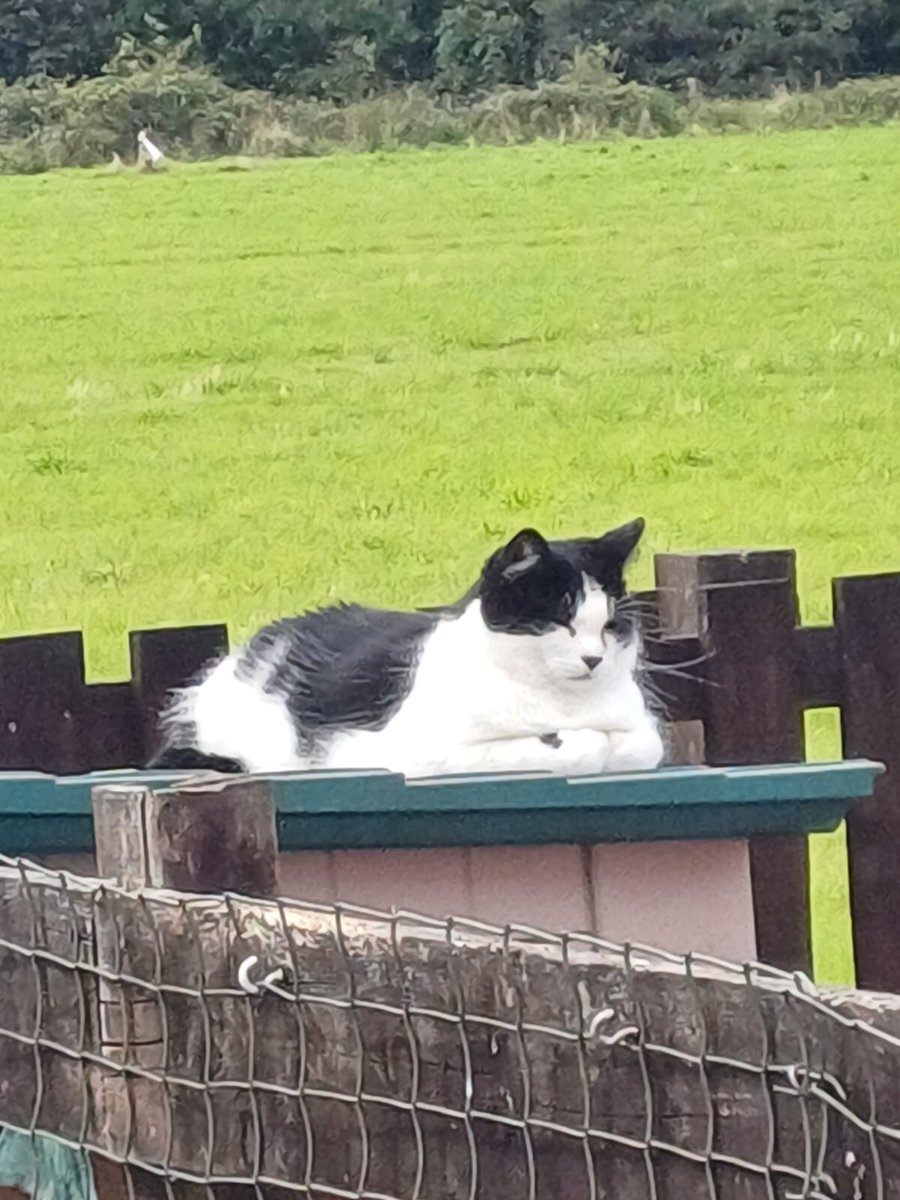 #cats #CatsOfTwitter. My cat just hanging out over the garden fence.
