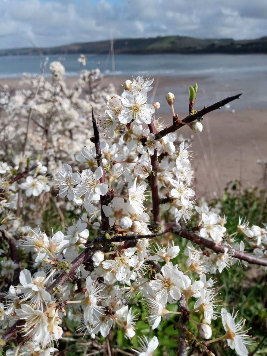 Alexanders and Blackthorn living the dream in sunny New Quay 🏴󠁧󠁢󠁷󠁬󠁳󠁿 today #wildflowerhour #whiteflowers @BSBIbotany @BSBICymru @wildflower_hour