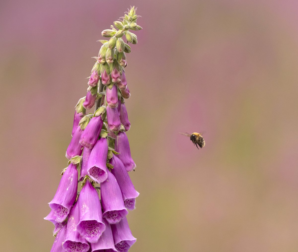 Plant gorgeous pollinator-friendly plants, like foxglove, with one of our 𝐟𝐫𝐞𝐞 𝐰𝐢𝐥𝐝𝐟𝐥𝐨𝐰𝐞𝐫 𝐬𝐞𝐞𝐝𝐛𝐚𝐥𝐥 𝐭𝐢𝐧𝐬!🐝🦋💜 Just one week to go to claim your tin - don't miss out. Find out more 👇 cheshirewildlifetrust.org.uk/membership-1 #wildflowerhour