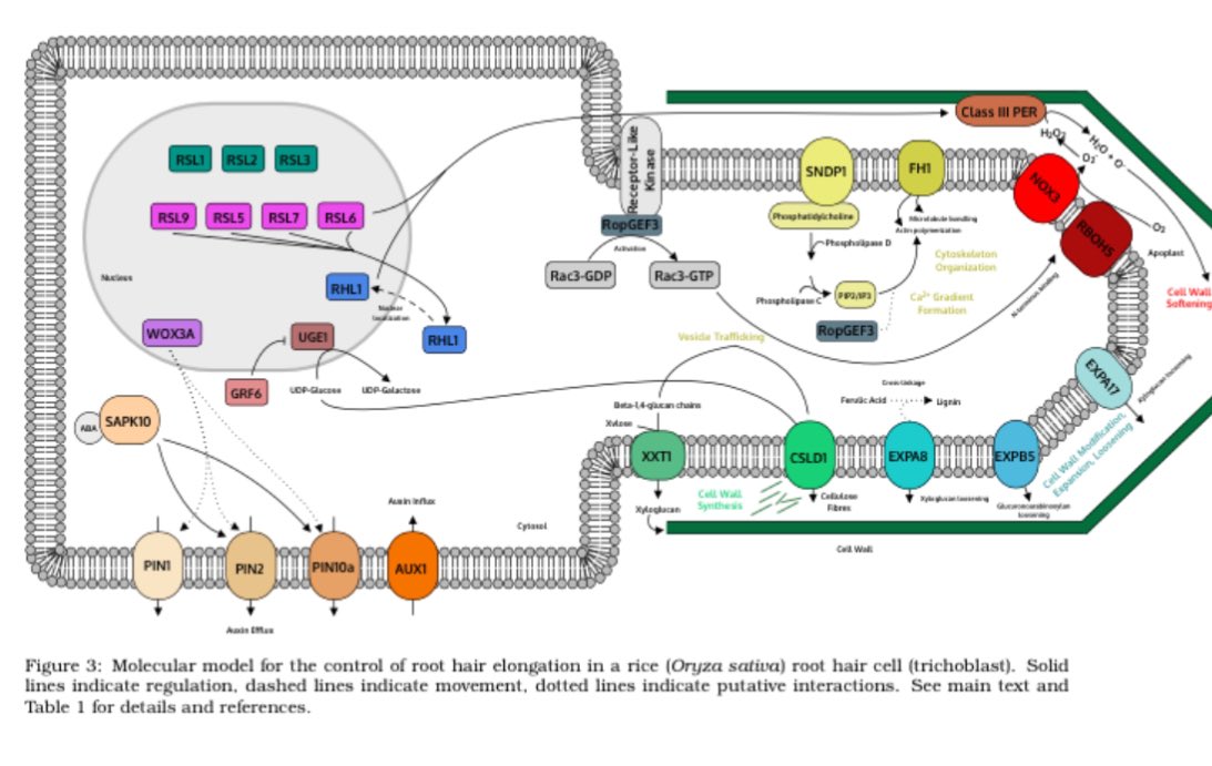 Root Hairs: An under-explored target for sustainable cereal crop production. 

osf.io/fh2u5/ 

Review article preprint from <a href="/BBSRC/">Biotechnology and Biological Sciences Research</a>  PhD student Ian Tsang 🌾