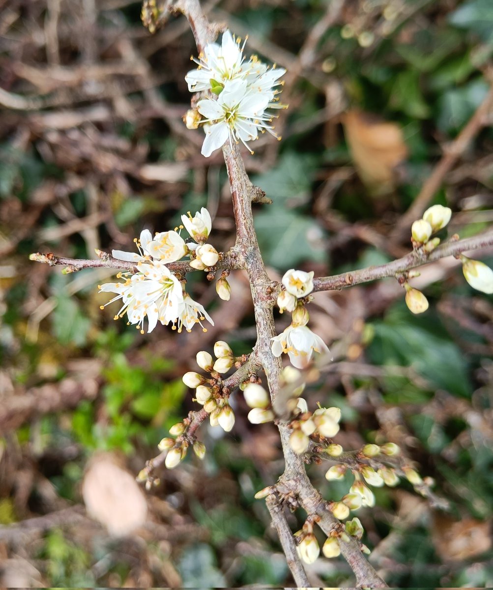 In Mayo, it's the last of the Wild daffodils (Narcissus pseudonarcissus) and the first of the Blackthorn (Prunus spinosa) @BSBIbotany #wildflowerhour