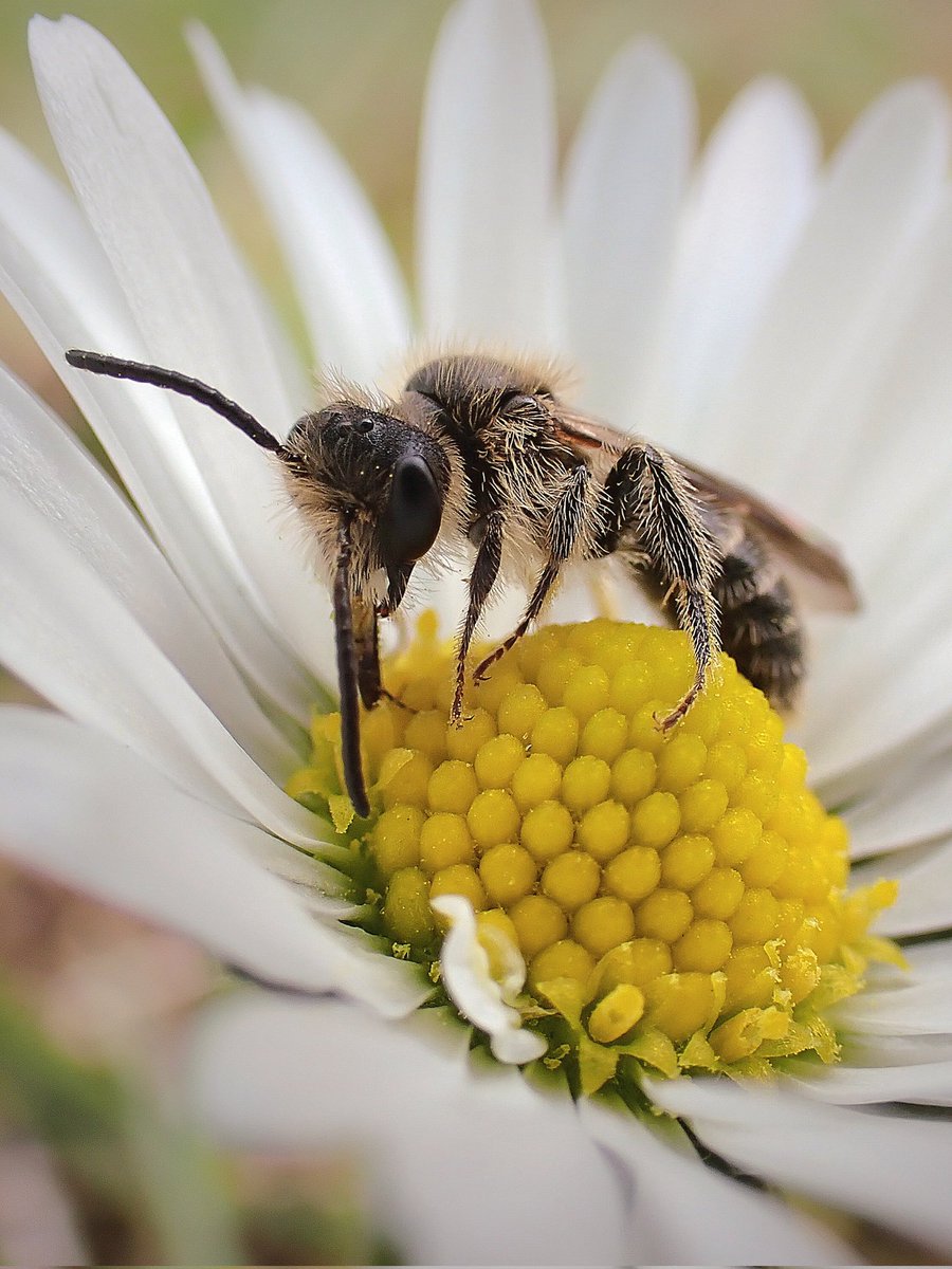 A Common daisy (Bellis perennis) for #wildflowerhour 🌼🤍 much appreciated by this gorgeous Mini-mining bee 🐝❤️ #whiteflowers #wildflowers #SundayYellow #bee #pollinators #NatureBeauty #flowerphotography #naturelovers #wildlife #insect #macro #nature #Cambridge @Buzz_dont_tweet