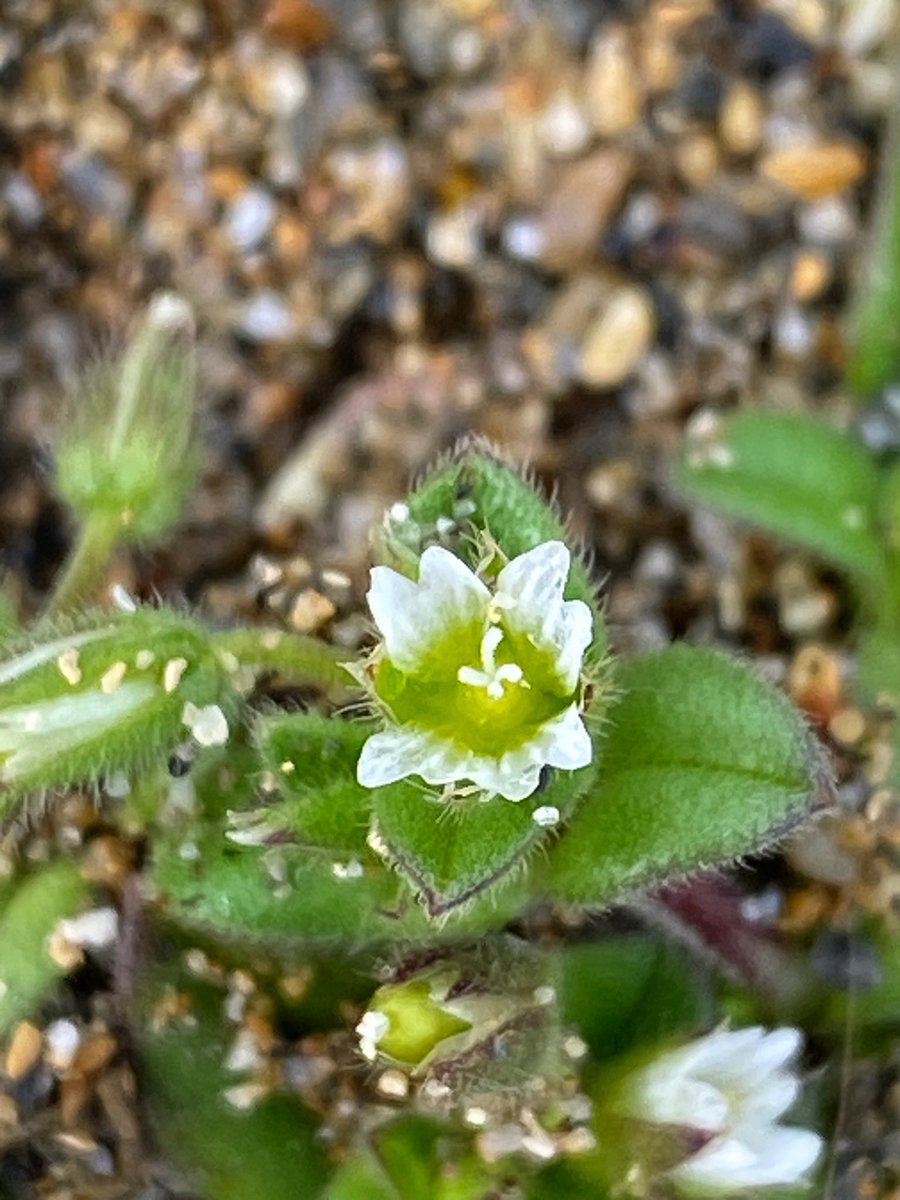 Sea Mouse-ear (Cerastium diffusum) 💚 Only two prior records from this site, both from doyens of Cornish botany - Colin French in 2011 and Len Margetts in 1963. Presumably not recorded much because of its tiny size rather than actual scarcity. #WhiteFlowers #WildflowerHour