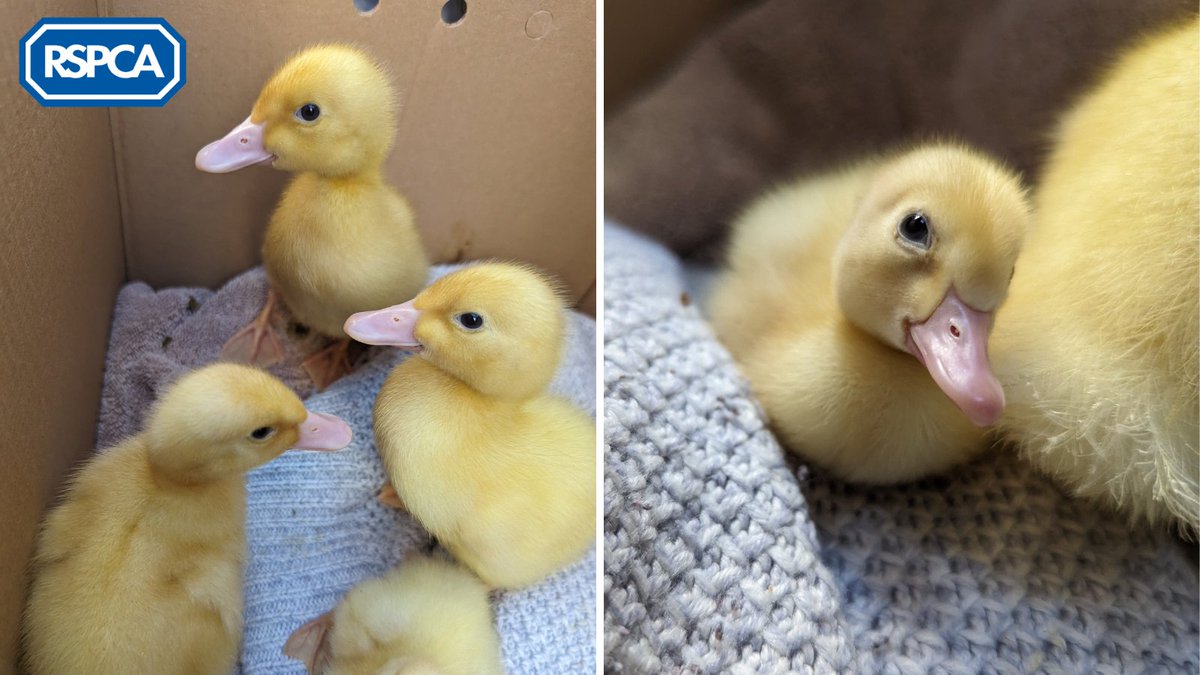 Four ducklings were found dumped in a box in #Barnet on 8th March. ⁣Duck, Duck, Duck and Goose are now receiving lots of love at @SEWH 🐤 ⁣ If you have any info, please contact 0300 123 8018⁣. Found a duckling in need? Find out how to give a hand: bit.ly/3X2GZyW