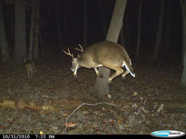 a deer jumping on a trail camera