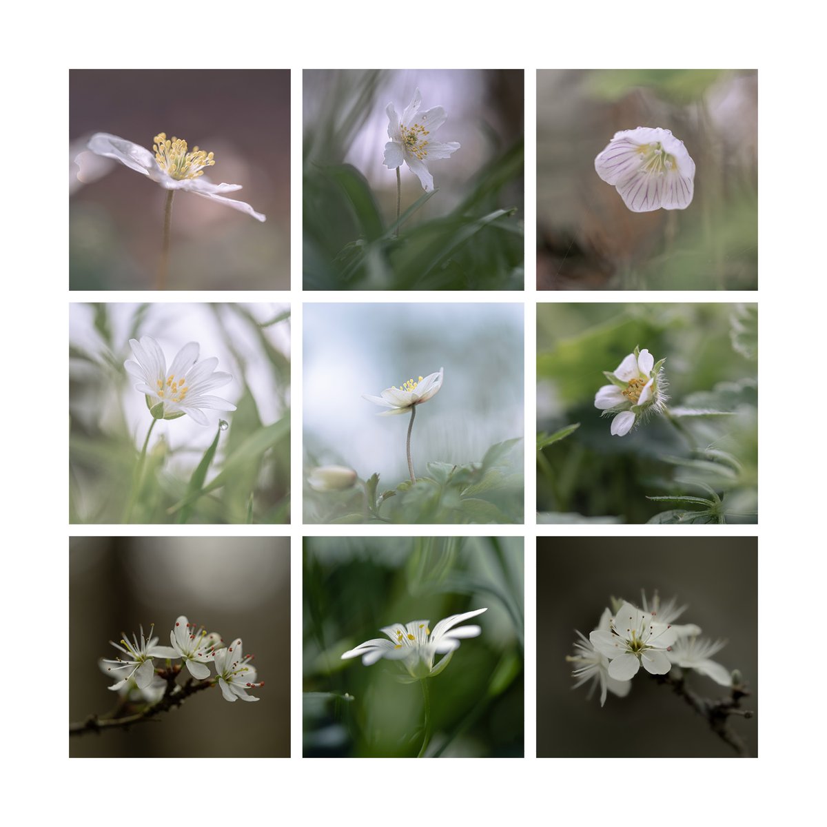 Wood Anemones, Greater Stitchwort, Blackthorn blossom, Wood Sorrel & Barren Strawberry, from the woods around the village. #WhiteFlowers #wildflowerhour